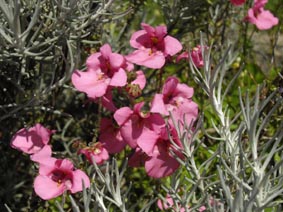 Diascia 'Pink Butterfly' by Christine Boulby